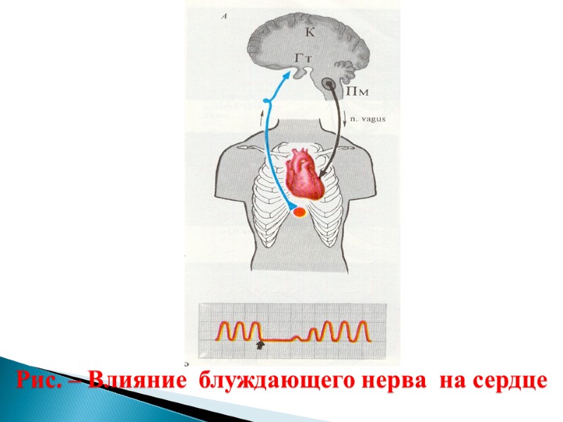 Рис. – Влияние  блуждающего нерва  на сердце